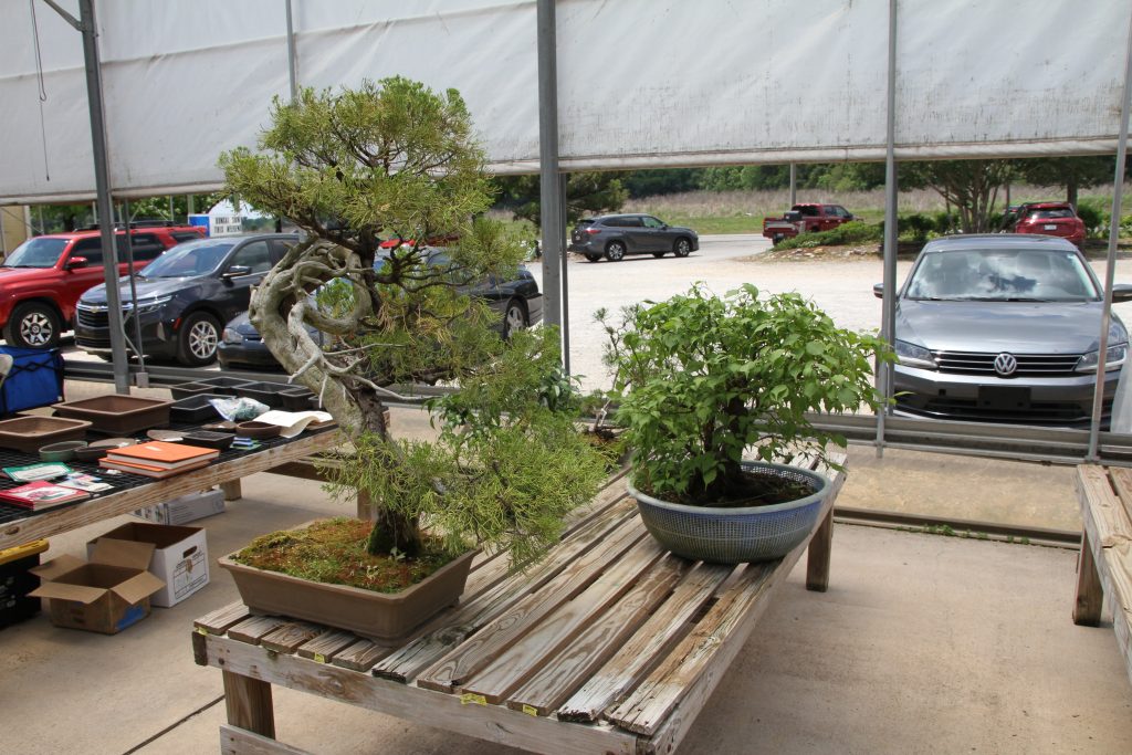 Bonsai Trees Sale