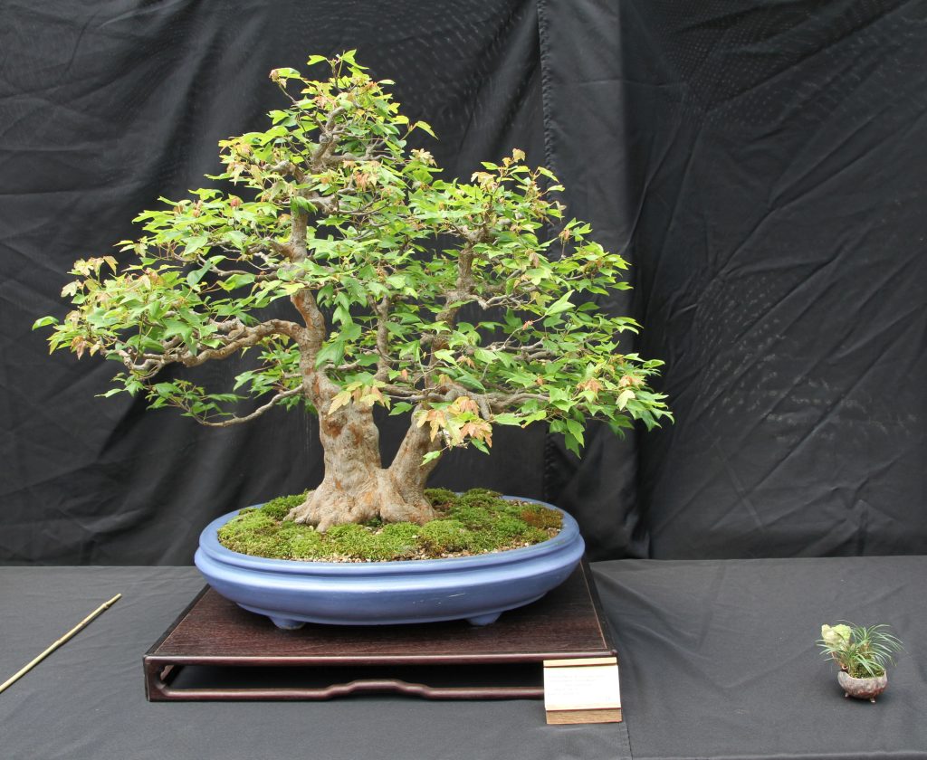 Trident Maple