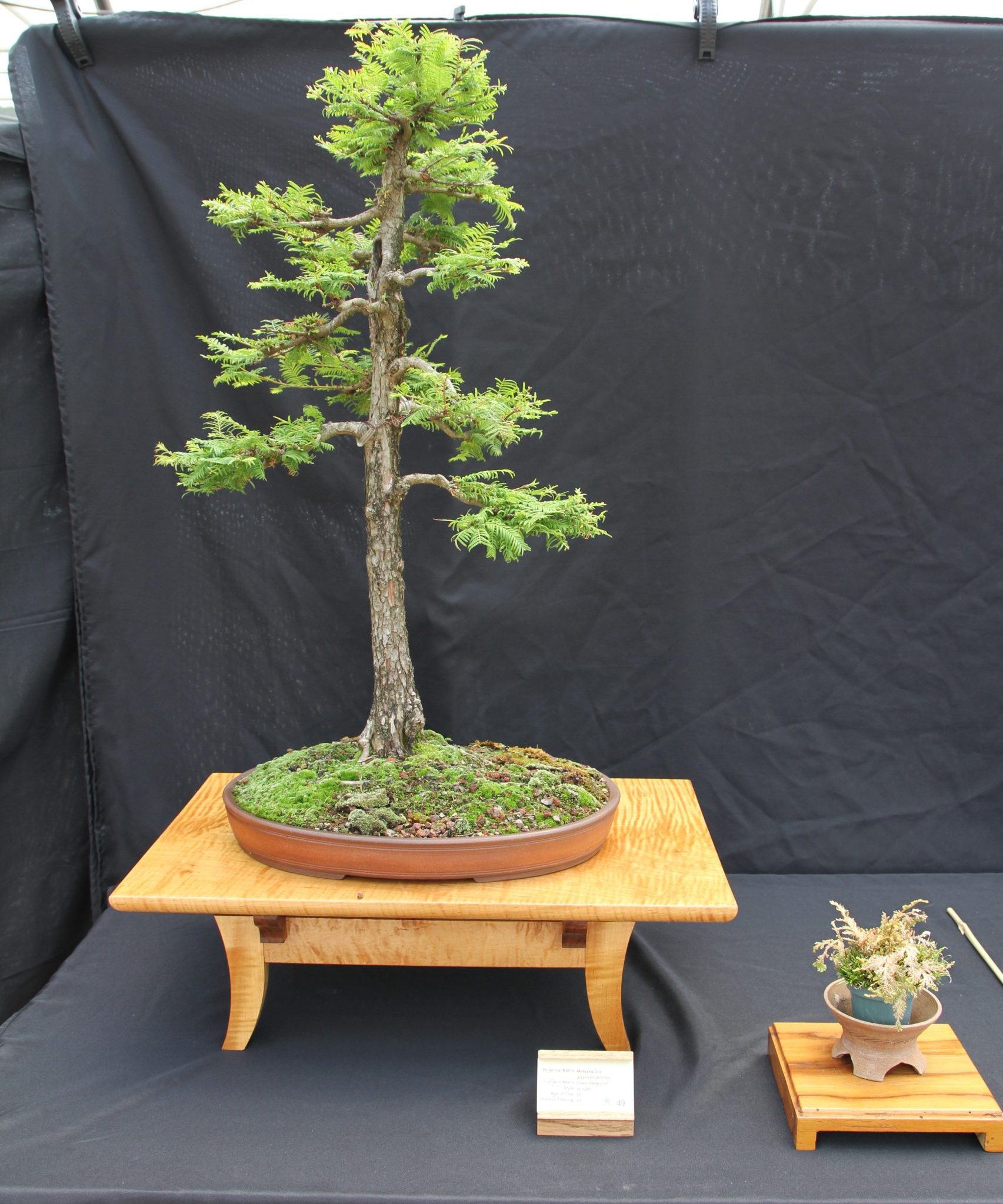 Dawn Redwood